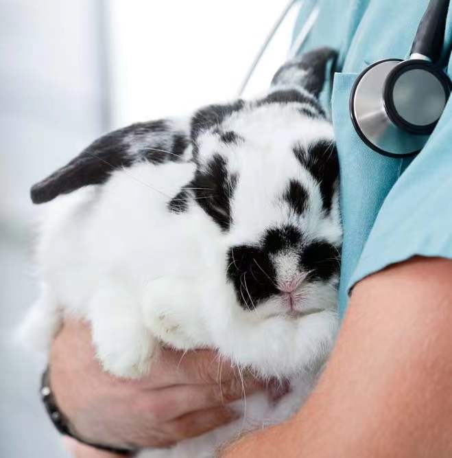 《醫(yī)療器械動(dòng)物試驗(yàn)研究注冊審查指導(dǎo)原則》解讀